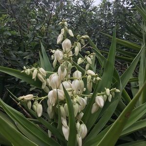 Meet your Posher, Nubia